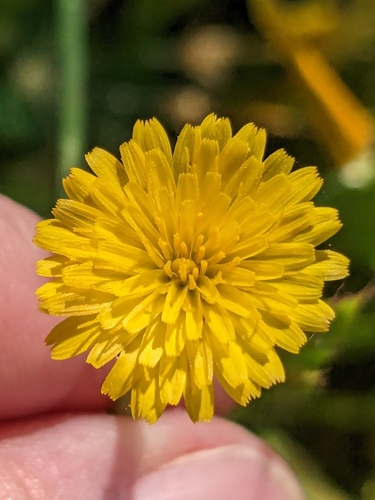 iNaturalist observation photo of Smooth Cat's Ear