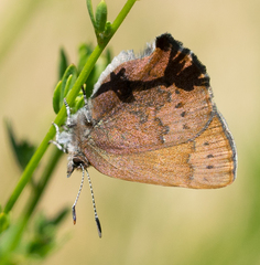 Callophrys augustinus iroides