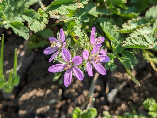 iNaturalist observation photo of musk stork's-bill