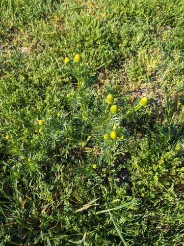 iNaturalist observation photo of pineapple-weed