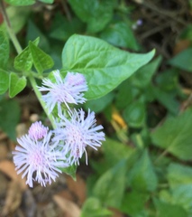 Tamaulipa azurea