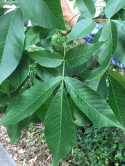 Carya glabra glabra