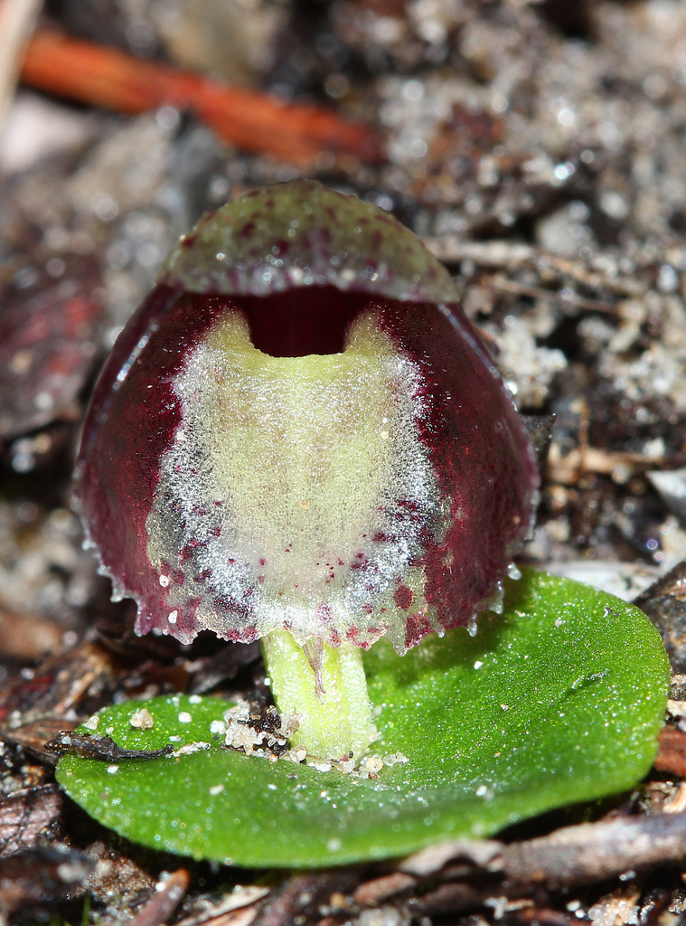 Corybas limpidus