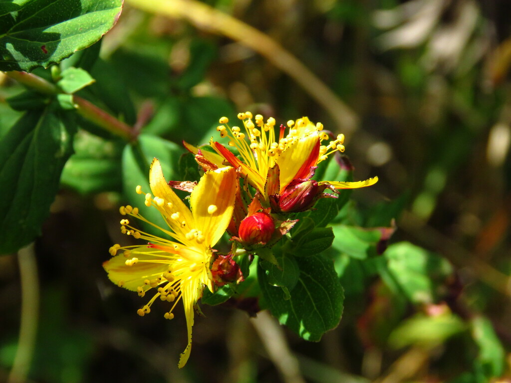 Hypericum conjungens