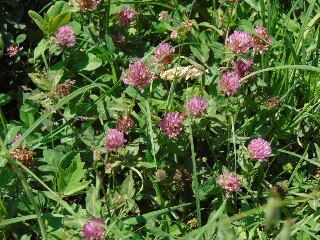 Red Clover