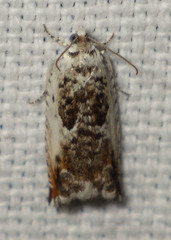 Ancylis laetana