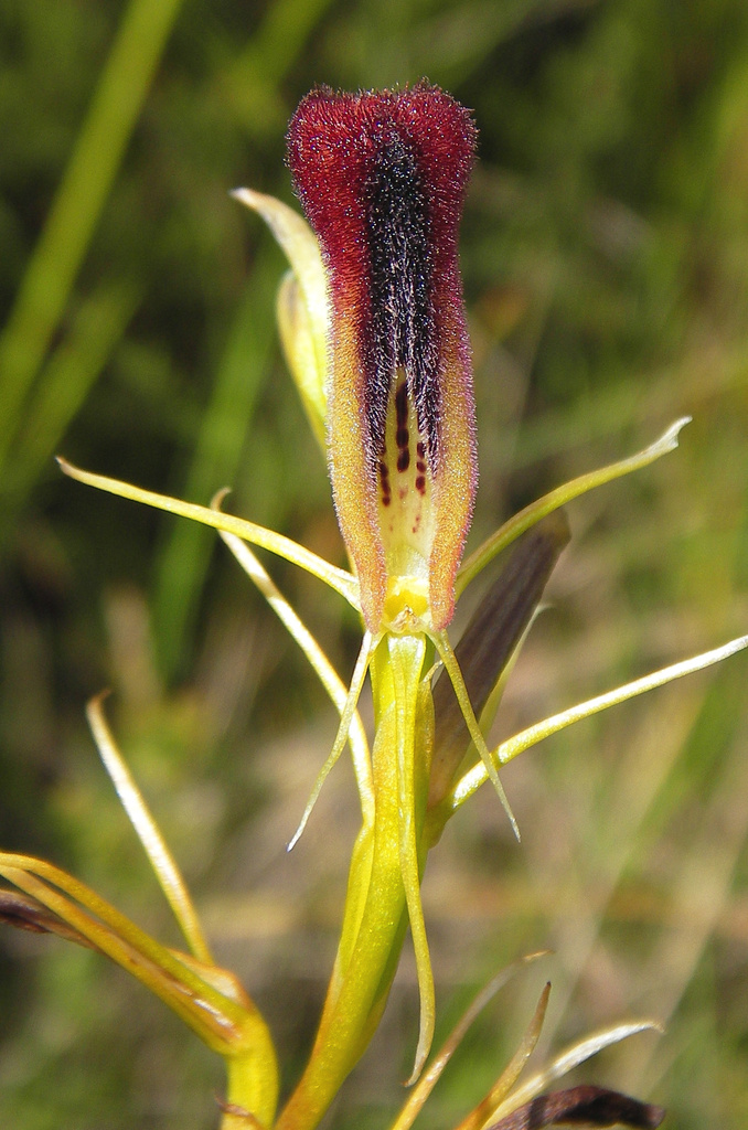 Cryptostylis hunteriana