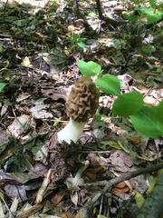 Morchella diminutiva