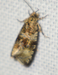 Syricoris lacunana