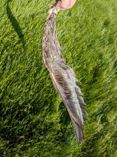 iNaturalist observation photo of Great Blue Heron