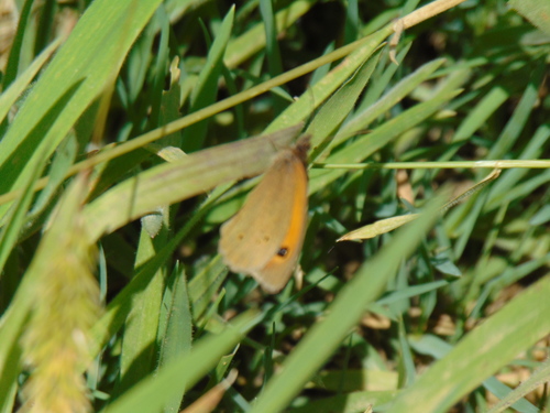Meadow Brown