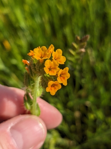 iNaturalist observation photo of Fiddlenecks
