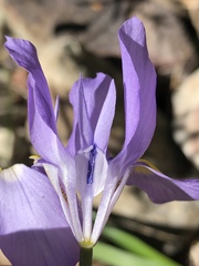 Moraea bipartita
