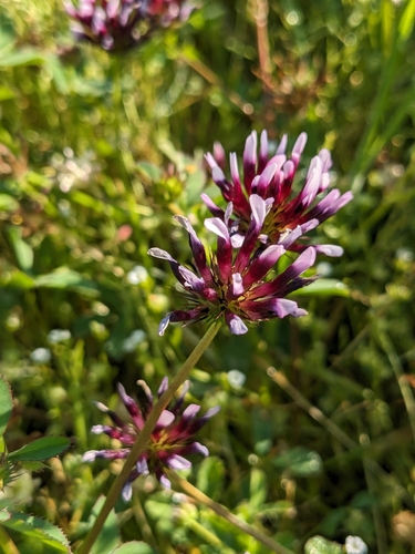 iNaturalist observation photo of white-tipped clover