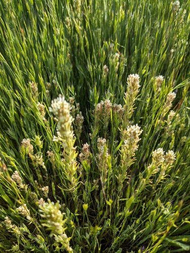 iNaturalist observation photo of valley tassels