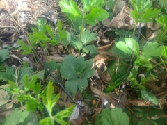 Waldsteinia fragarioides