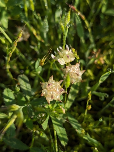 iNaturalist observation photo of cowbag clover