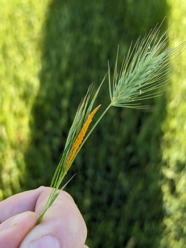 iNaturalist observation photo of salt barley