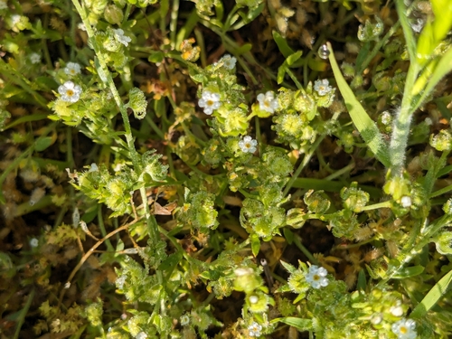 iNaturalist observation photo of Popcornflowers