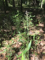 Dichanthelium scoparium