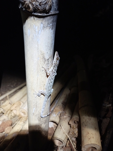 Phyllodactylus magnus