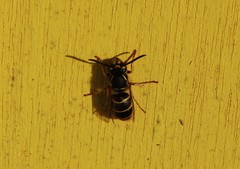 Vespula flaviceps