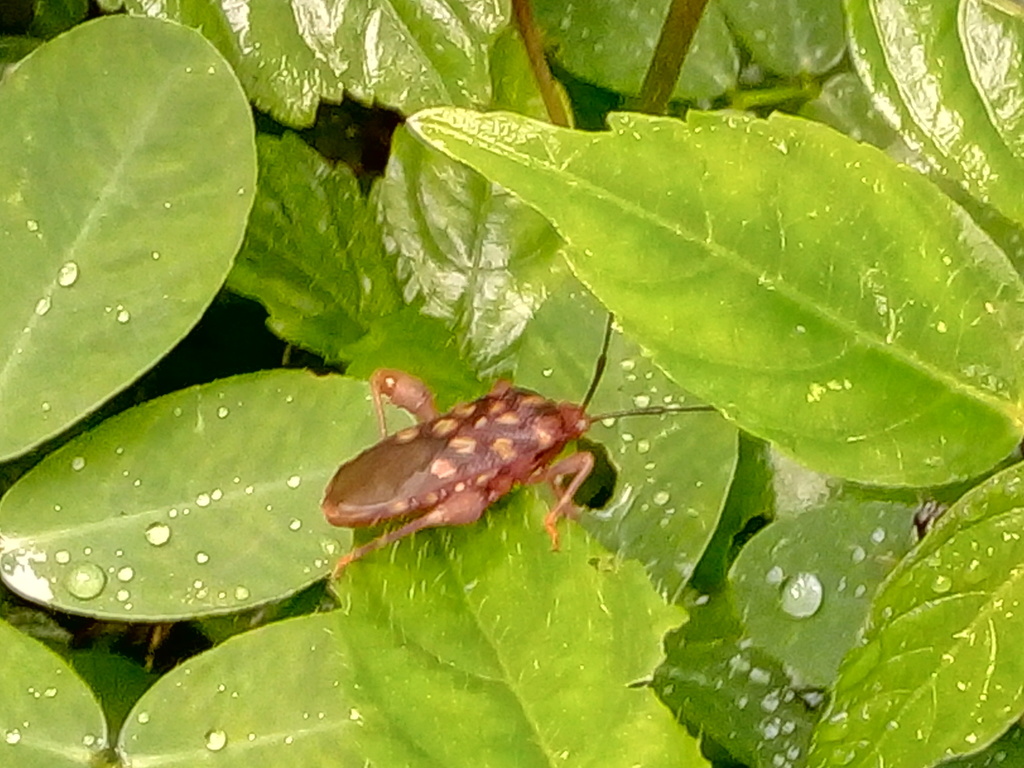 Golema histrio