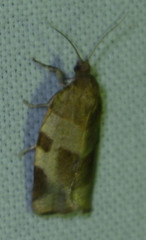 Choristoneura hebenstreitella