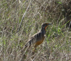 Macronyx capensis capensis