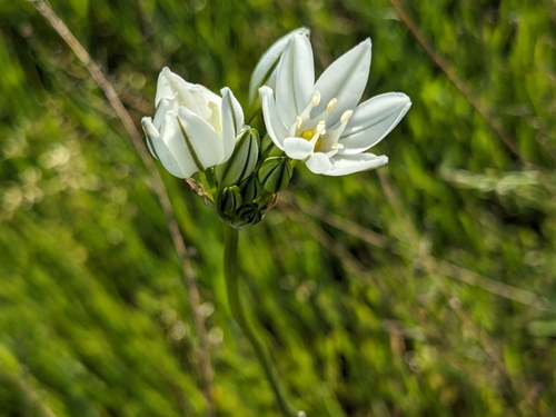 iNaturalist observation photo of white brodiaea