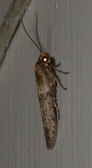 Blastobasis phycidella