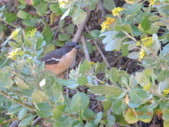 Laniarius ferrugineus