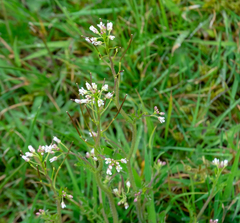 Cardamine hirsuta