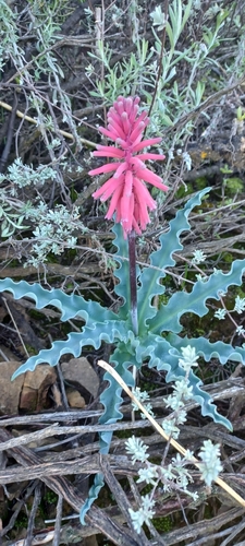 Veltheimia capensis