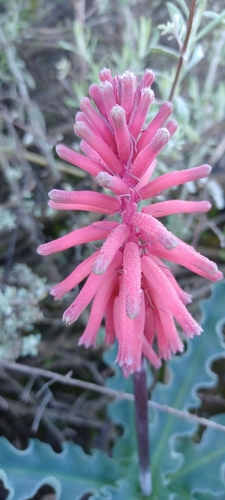 Veltheimia capensis