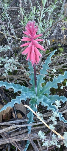 Veltheimia capensis