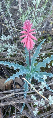 Veltheimia capensis