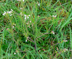 Cardamine hirsuta