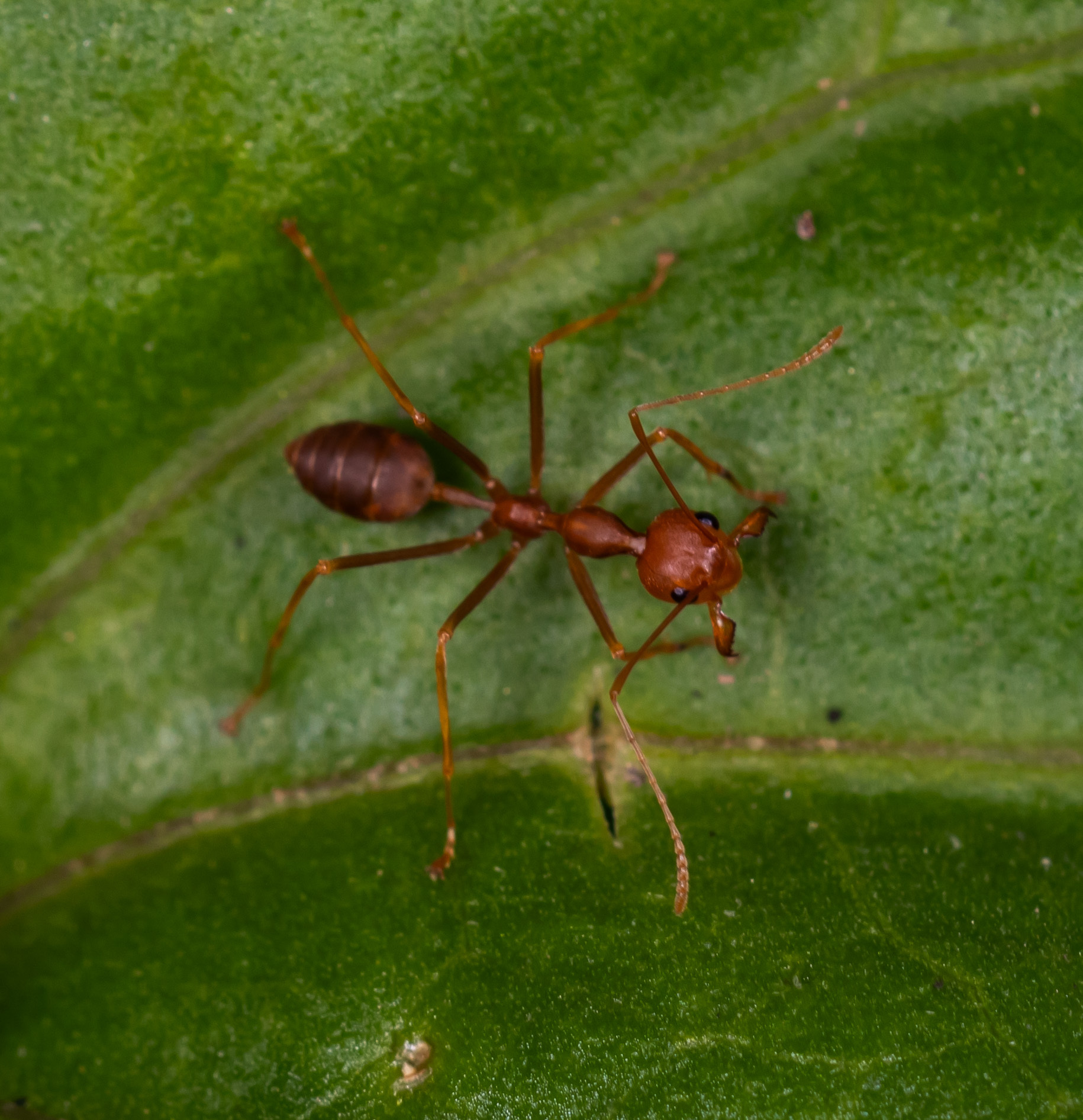 Oecophylla smaragdina fuscoides