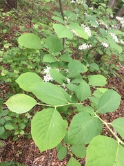 Styrax