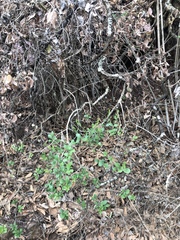 Forestiera phillyreoides