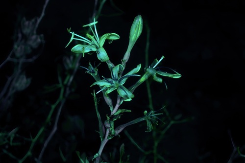 Image of Manfreda maculosa by (c) Michelle W. （鍾偉瑋）, some rights reserved (CC BY)
