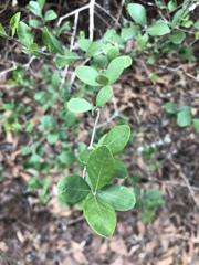 Forestiera phillyreoides