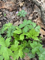 Anemonoides quinquefolia