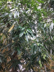 Mangifera indica