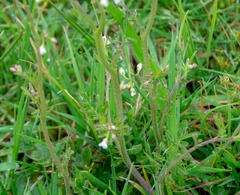 Cardamine hirsuta