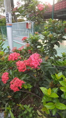 Ixora