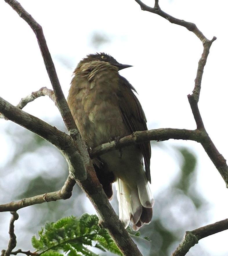 Honeyguide Greenbul (Baeopogon indicator), photo 2