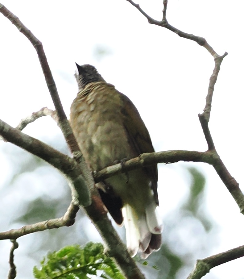 Honeyguide Greenbul (Baeopogon indicator), photo 3