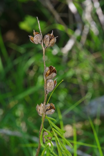 Image of Manfreda maculosa by (c) Michelle W. （鍾偉瑋）, some rights reserved (CC BY)